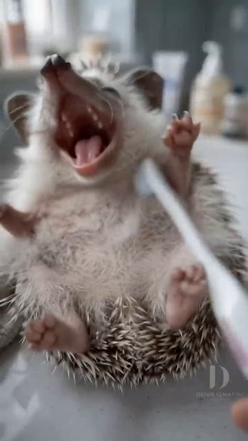 Смешной ёжик🦔