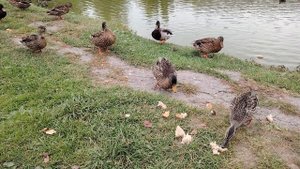 Сегодня, 19 сентября, изменилась погода, золотая осень идет на убыль. Очень жаль. Падают красивые кл