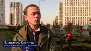 Масштабное озеленение территории провели в Тюменской слободе
