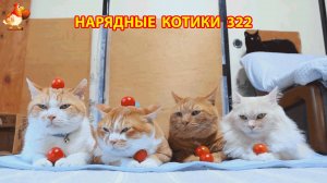 Нарядные Котики расслабляются на солнышке 🌞 🐈🐈🐈 (322)
