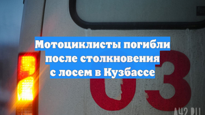 Мотоциклисты погибли после столкновения с лосем в Кузбассе