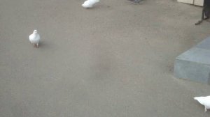 БЕЛЫЕ ГОЛУБИ