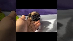 Хрустальная мечта  YAYATI RED CHIEF