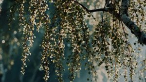 video_98 Страна берёзового ситца