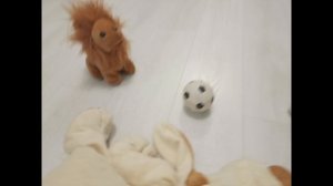 Финал Лиги чемпионов