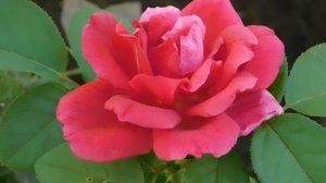 15=09=2025  ник   (187)