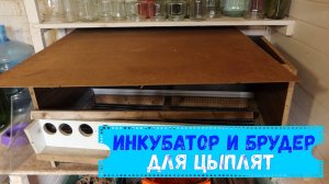 Инкубатор и брудер для цыплят. (март 2024 г.)