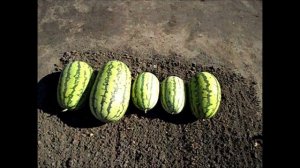 Крупный арбуз в открытом грунте