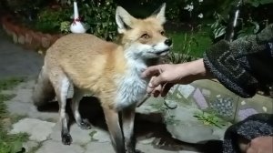 (1117) Лиса приходит в гости. Сентябрь 2025