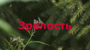 Зрелость