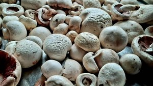 Наконец  пошли дожди и  появились грибы.