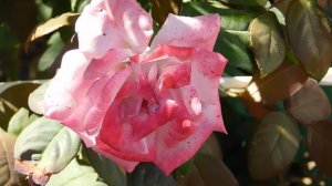 15=09=2025  ник   (212)