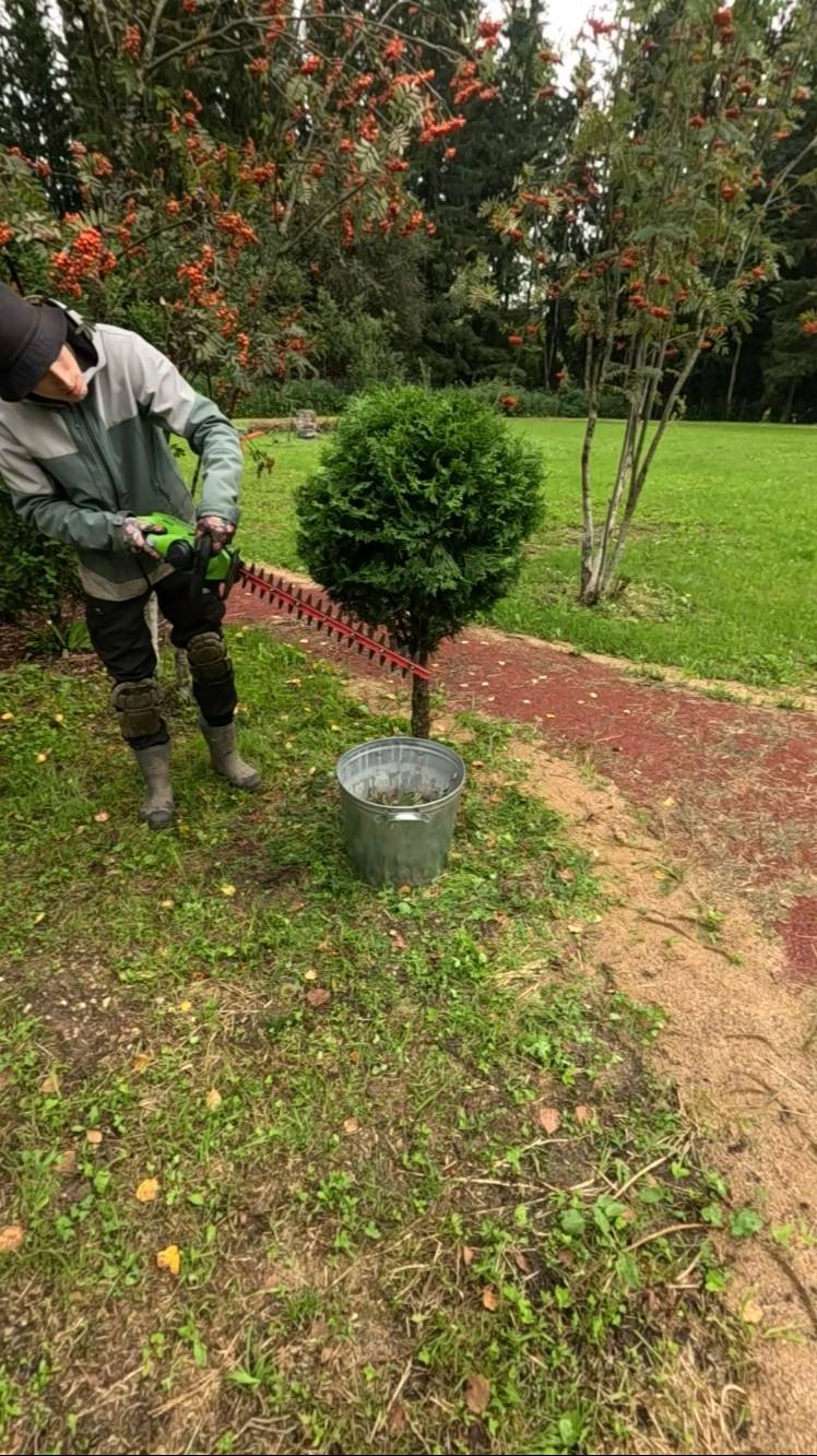 Стрижка туи на штамбе