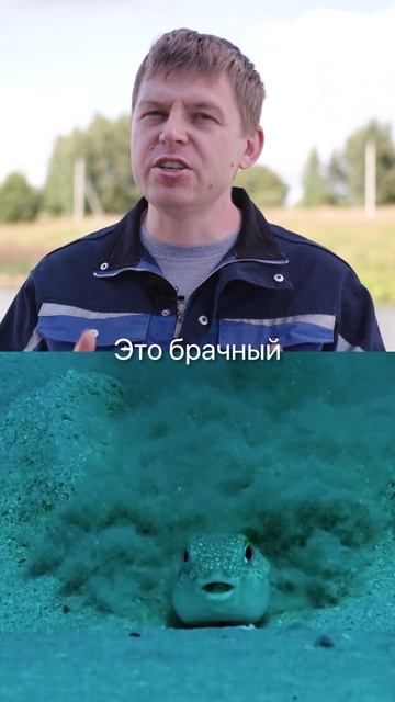 Эта рыба создает искусство на дне океана. Подробности на канале — подпишись! смотреть онлайн