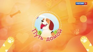 Путь домой. Щенята