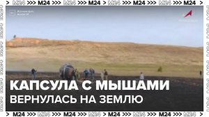 Капсула спутника "Бион-М" №2 с мышами и мухами на борту вернулась на Землю - Москва 24