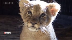 Каких животных нельзя держать дома?