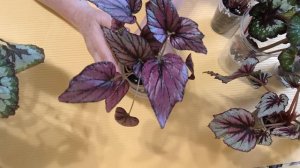 распродажа бегоний продолжение на 19.09.2025