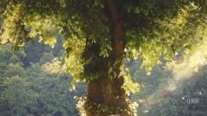 Слушать рассказ  - Дорога к дому - Удивительные истории из жизни