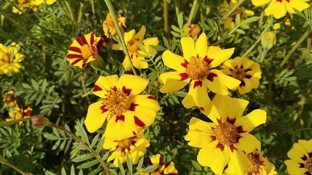 18 сентября 2025 смотреть онлайн