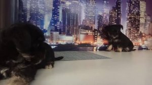 щенки от большой любви чихуахуа и цвергшнауцера