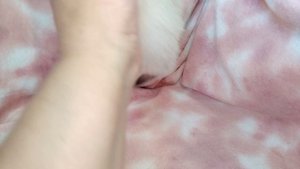 Ragdoll Silk Griffon Ivory.mp4