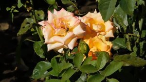 15=09=2025 ник (199)