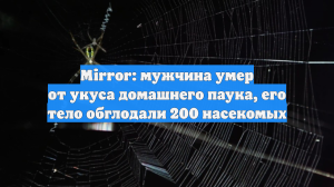 Mirror: мужчина умер от укуса домашнего паука, его тело обглодали 200 насекомых