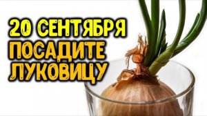 20 сентября посадите луковицу