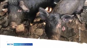 Ферма ужаса: голодных животных бросили на произвол в подсобном хозяйстве под Грязовцем