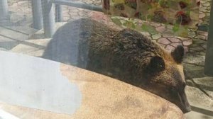 На Сахалине полицейские спасли от медведя пенсионерку