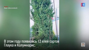 В Муравленко благоустраивают сквер Воинской доблести