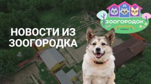 ВЛОГ ИЗ ЗООГОРОДКА | очищаем территорию | какие планы на осень?