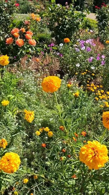 Атамань. Родина Кубанского казачества. смотреть онлайн