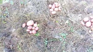 Запасай у нас не плох.