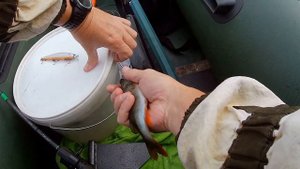 Щука с первого заброса