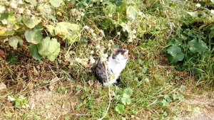 котик отдыхает 3