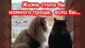 Кошки с озвучкой.