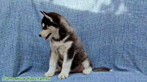 Предлагаем черно-белую девочку щенка хаски, родилась 21 июля 2025 года