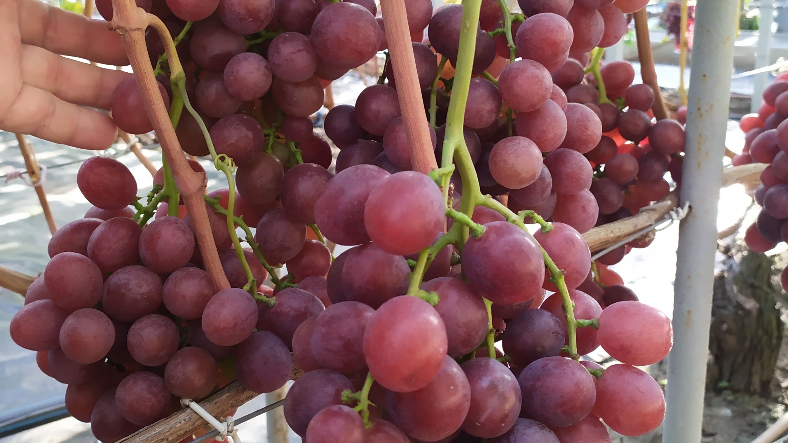 Виноградное АССОРТИ в сентябре 2025г.
 ЧАСТЬ 6 смотреть онлайн