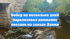 Бобер на несколько дней парализовал движение поездов на западе Дании