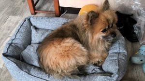 У собаки новая лежанка