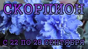 СКОРПИОН таро прогноз на неделю с 22 по 28 СЕНТЯБРЯ 2025 года.