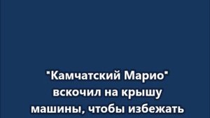 так житель Петропавловска-Камчатского убегал от медведя