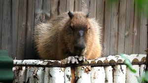 Капибара прогулялась, поела зеленых листиков и спряталась от солнца в тень.