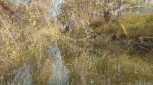 Канадский волк- гибрид. Осенняя река