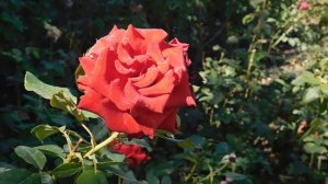 15=09=2025  ник   (130)