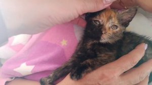 😍Посмотрите, как преобразилась малышка Кася. Мы смогли её вытянуть, когда она уже двумя лапками был