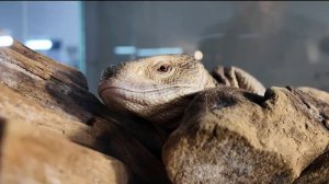 Тюменцев приглашают познакомиться с экзотическими животными