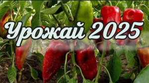 Подготовка огород к зиме. Урожай 2025 года.